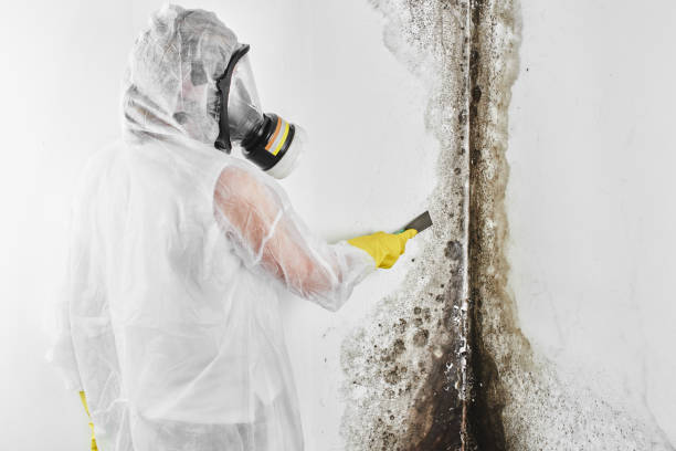 Best Attic Mold Removal  in Abingdon, VA