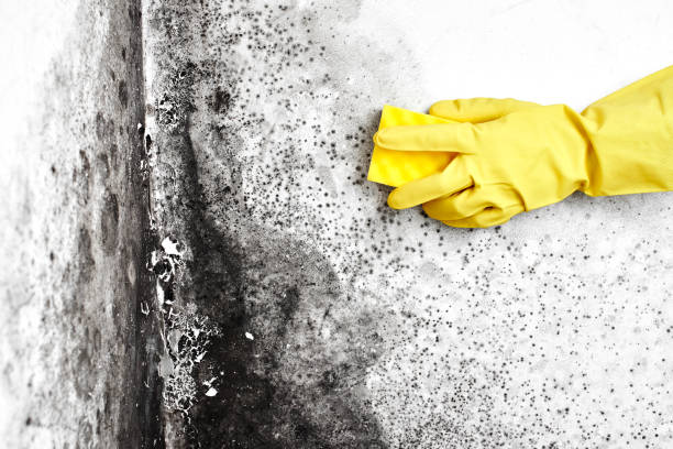Best Black Mold Removal  in Abingdon, VA