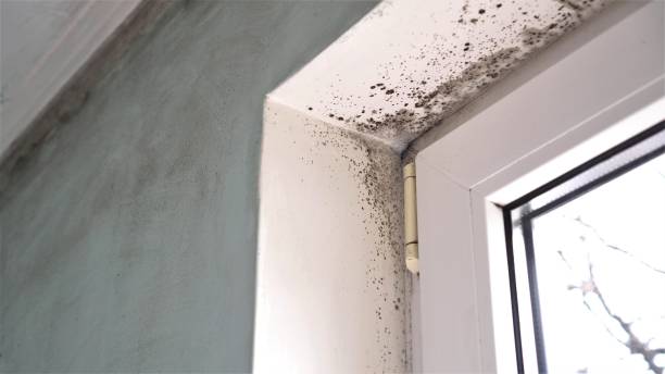 Best Toxic Mold Removal  in Abingdon, VA