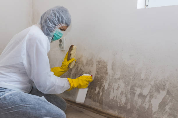 Best Mold Removal Process  in Abingdon, VA