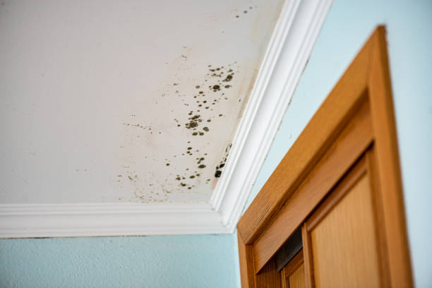 Best Home Mold Removal  in Abingdon, VA