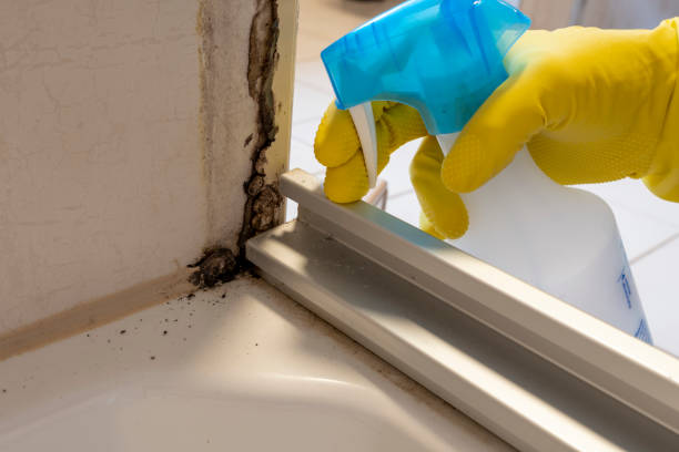 Best Professional Mold Removal  in Abingdon, VA