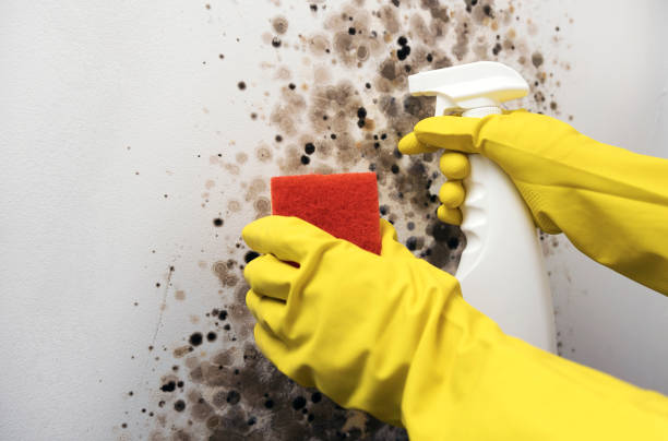 Trusted Abingdon, VA Mold Removal Experts