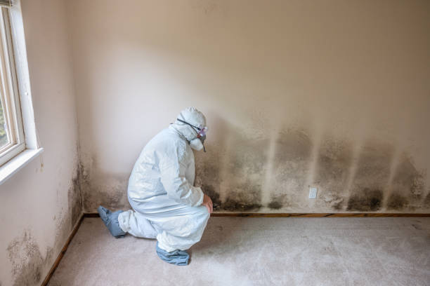 Best Commercial Mold Removal  in Abingdon, VA