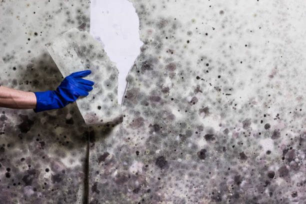 Best Fast Mold Removal  in Abingdon, VA