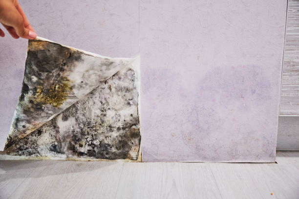 Best Mold Testing and Removal  in Abingdon, VA